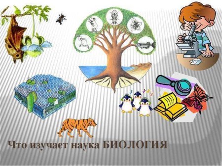 Рисунки по биологии