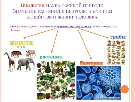 Живые организмы в жизни человека