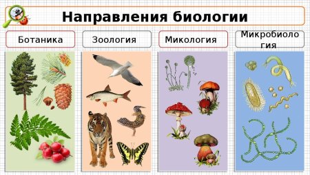 Биология ботаника Зоология