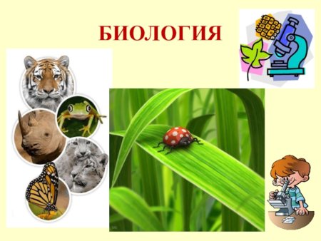 Картинки по биологии