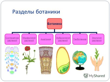 Разделы Ботанической науки