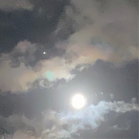 Мой любимый питомец рисунок