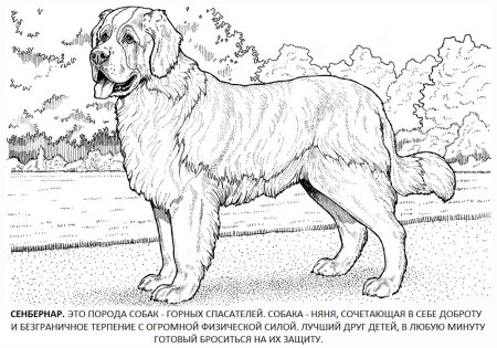Раскраска породы собак
