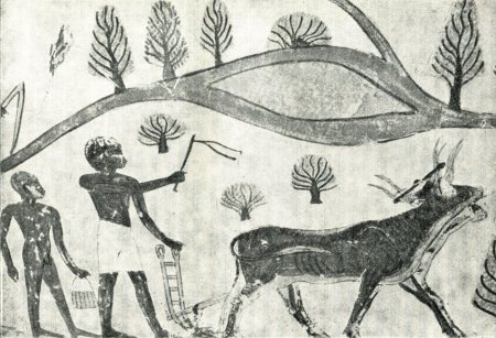 Древние Египет земледелие и скотоводство