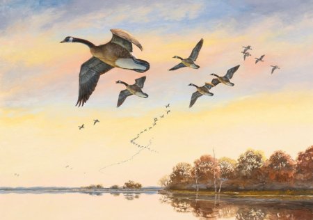 Перелетные птицы улетают на Юг