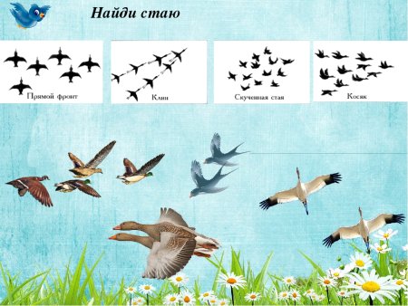 Перелетные птицы Костромской области