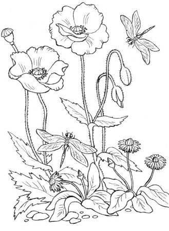 Полевые цветы раскраска для детей