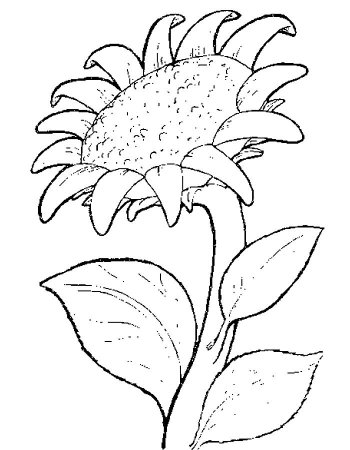 Подсолнух раскраска для детей