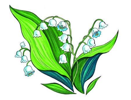 Ландыш Майский ГФ