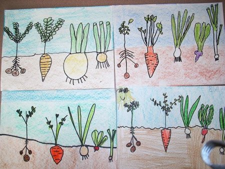 Рисование овощи на грядке