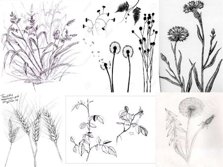 Наброски растений