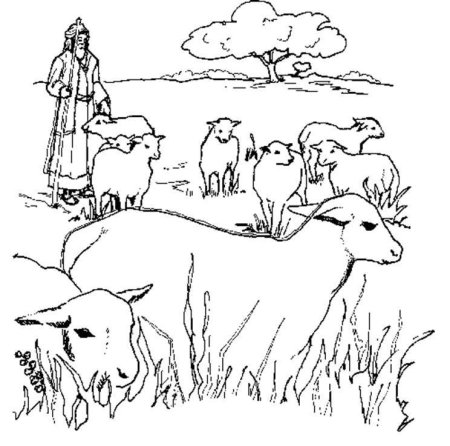 Стадо овец раскраска