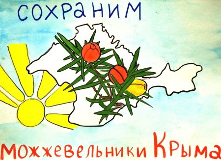 Плакат сохраним можжевельники Крыма