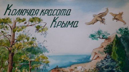 Можжевельники Крыма конкурс