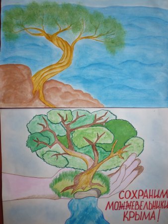 Сохраним можжевельник рисунок