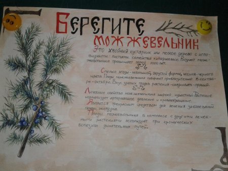 Сохраним можжевельники Крыма рисунки