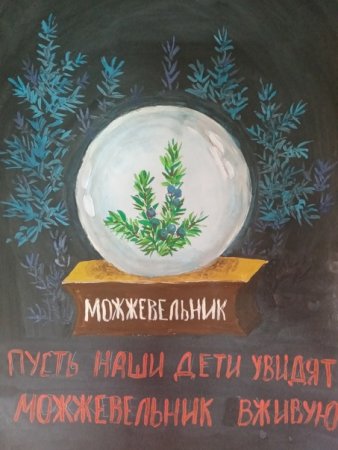 Можжевельники Крыма рисунки