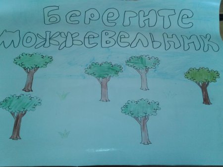 Конкурс сохраним Крымский можжевельник