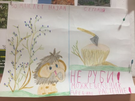 Сохраним можжевельники Крыма рисунки