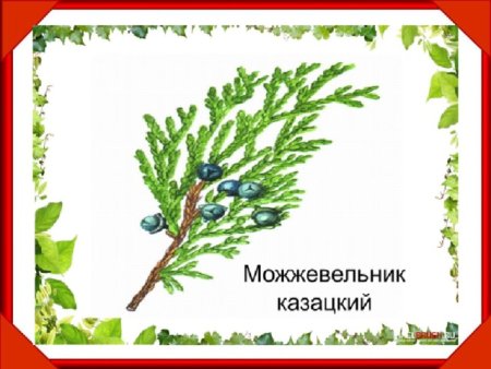 Сохраним можжевельники Крыма рисунки