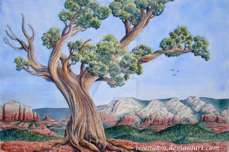 Можжевельник карандашом дерево