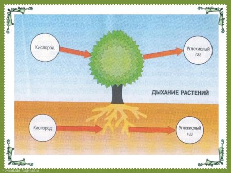 Проект солнце растения и мы с вами