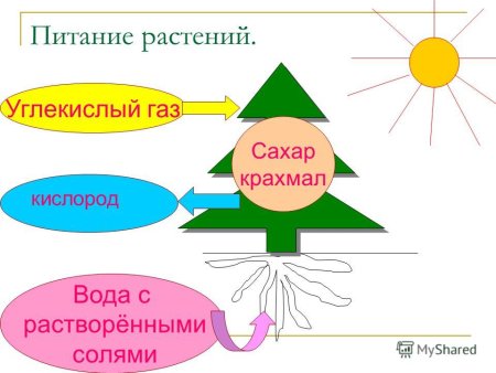 Как питаются растения