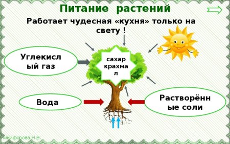 Окружающий мир солнце растения и мы с вами