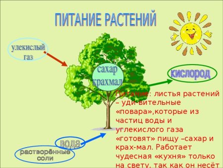 Солнце растения и мы с вами