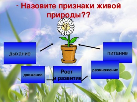 Солнце растения и мы с вами