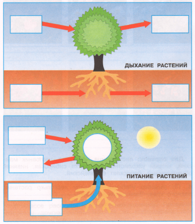 Гдз по окружающему миру 3 класс рабочая тетрадь 1 часть Плешаков