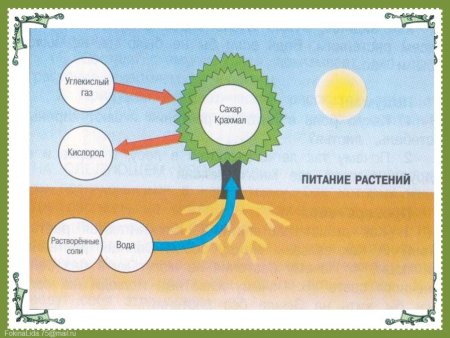 Солнце растения и мы