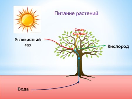Питание растений