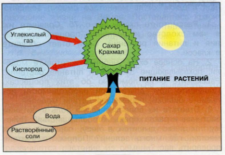 Схема питание и дыхание растений окружающий мир 3 класс