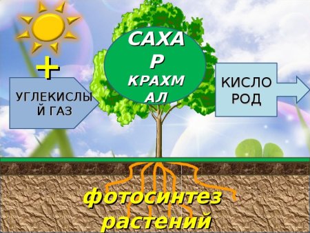 Окружающий мир солнце растения и мы с вами