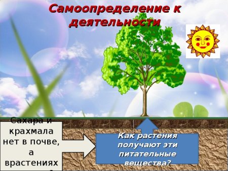 Солнце растения и мы с вами