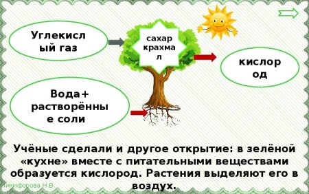 Солнце растения и мы с вами 3