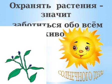 Охранять растения значит заботиться обо всем живом