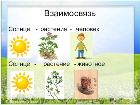 Солнце растения и мы с вами презентация