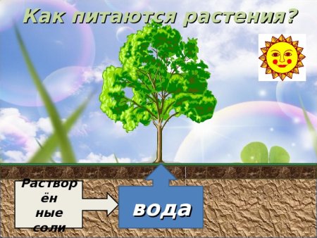 Окружающий мир солнце растения и мы с вами