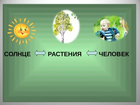 Солнце растения человек