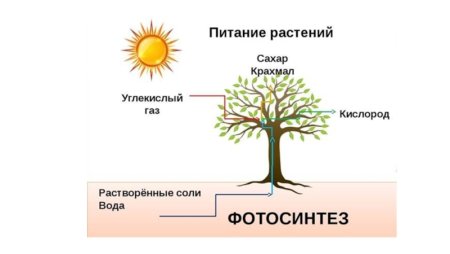 Связь солнце растение схема