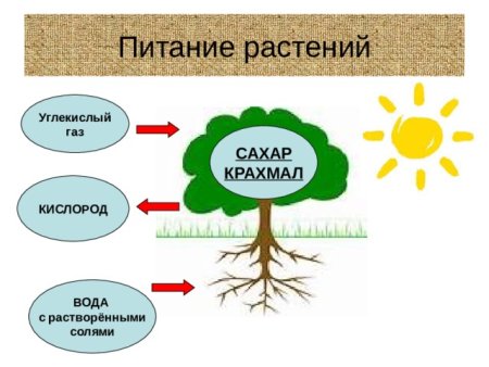 Заполни схему питания растений