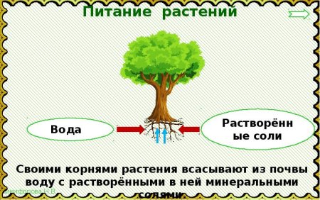 Окружающий мир солнце растения и мы с вами