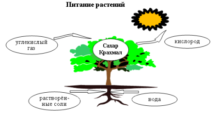 Схема питания растений 3 класс окружающий мир
