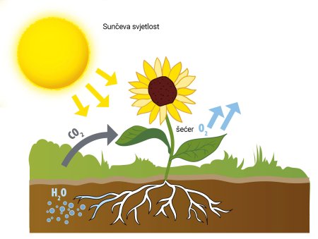 Фотосинтез для детей