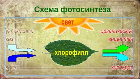 Процесс фотосинтеза у растений схема
