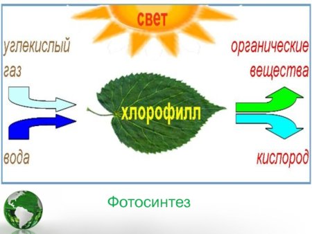 Схема фотосинтеза у растений