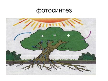 Процесс фотосинтеза рисунок