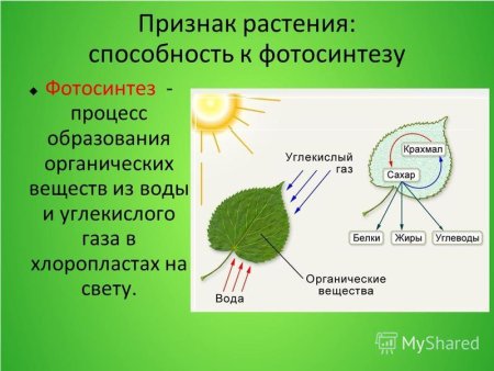 Процесс фотосинтеза у растений схема 6 класс